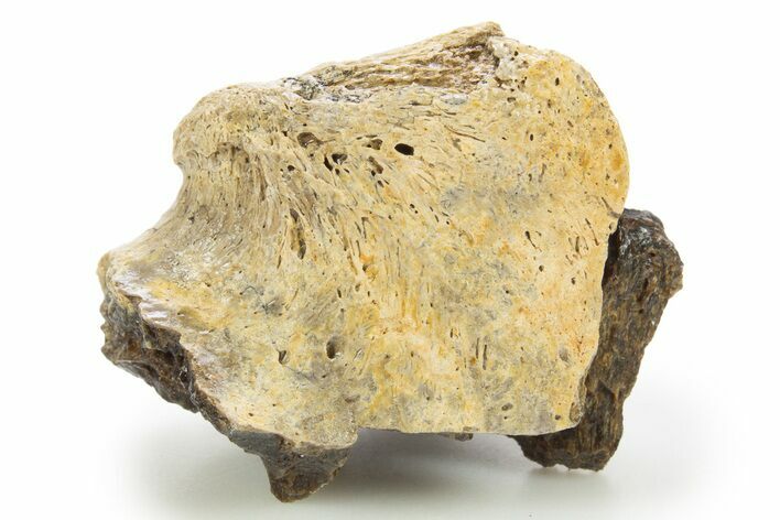 Fossil Tyrannosaur (T rex) Bone Section - Wyoming #309919